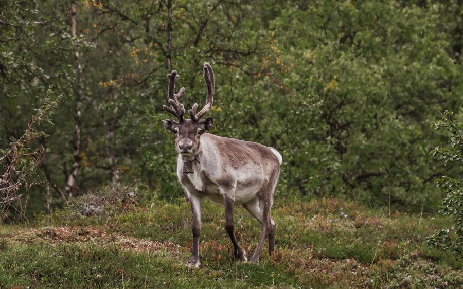 2020 Reinsdyr i Finnmark