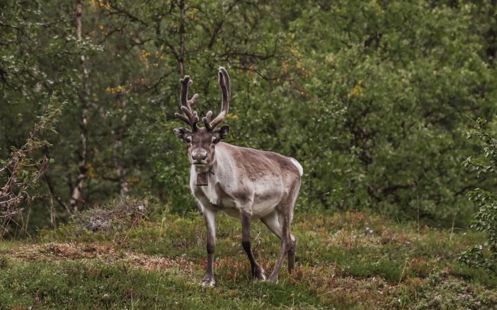 2020 Reinsdyr i Finnmark