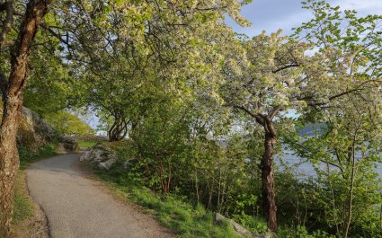 2020 - Epletrær i vårblomstring, park i Drøbak, Akershus