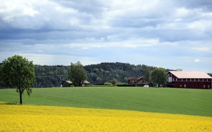 2019 Bondegård med rapsåker i forgrunnen og kornåker i bakgrunnen