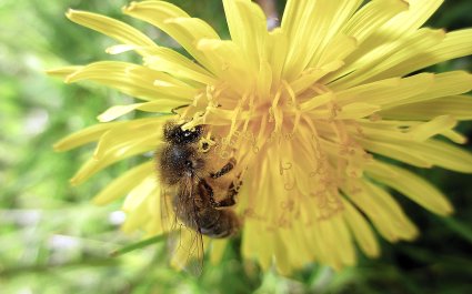 2018 - Pollinering, illustrasjonsbilde