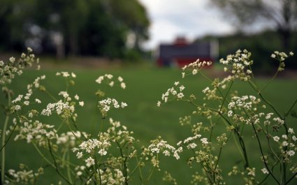 2022 Hundekjeks i kulturlandskap, midtsommer