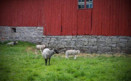 2018 Sau som gresser foran låven