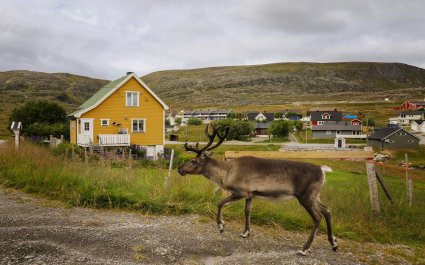 2021 Reinsdyr i bebyggelsen, Hammerfest i Finnmark