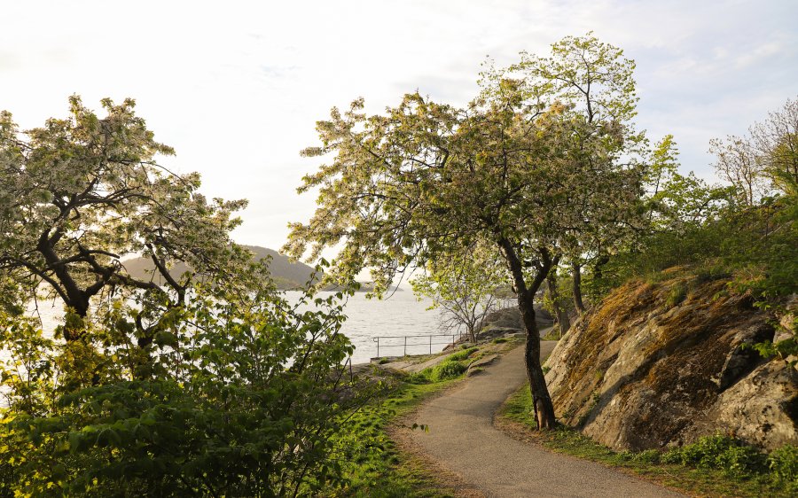 2020 - Epletrær i vårblomstring, park i Drøbak, Akershus